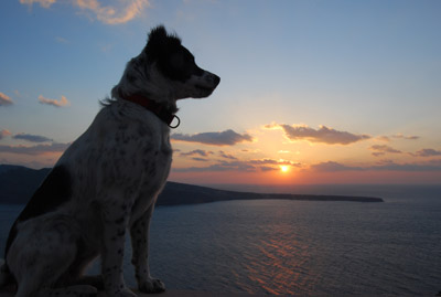 写真：夕日といい感じの犬