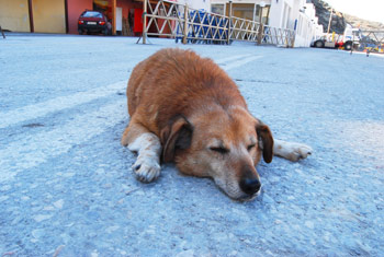 写真：昼寝するカワイイ犬