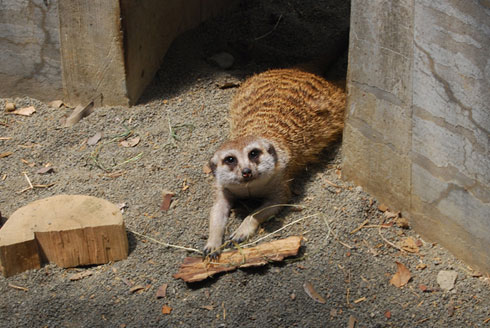 群馬サファリパーク：カメラ目線のミーアキャット